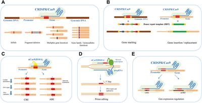Crop Quality Improvement Through Genome Editing Strategy